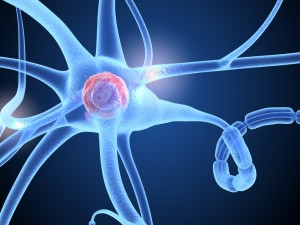 nerve cell anatomy in details 3D-Modell