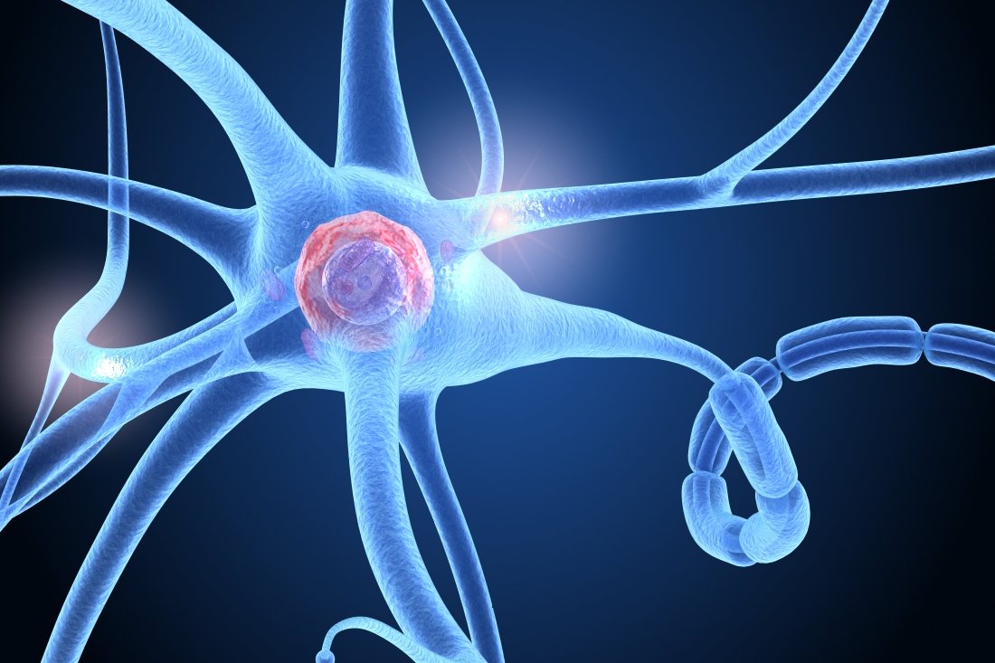 Nerve Cell Anatomy In Details 3d Model In Anatomy 3dexport