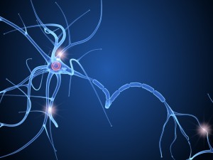 nerve cell anatomy in details 3D-Modell