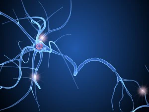 nerve cell anatomy in details 3D Model