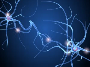 nerve cell anatomy in details 3D Model
