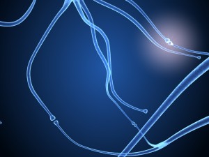 nerve cell anatomy in details 3D-Modell