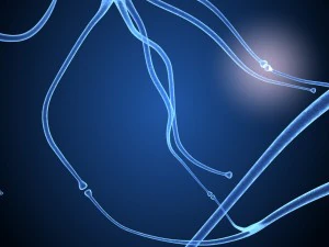 nerve cell anatomy in details 3D Model
