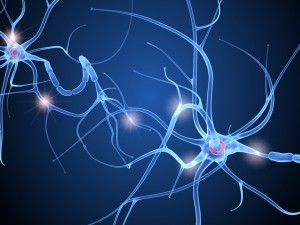nerve cell anatomy in details 3D-Modell