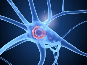nerve cell anatomy in details 3D Model