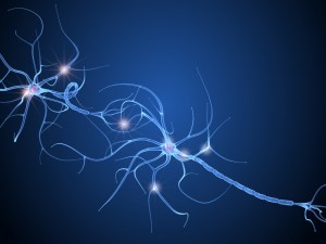 nerve cell anatomy in details 3D-Modell