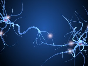 nerve cell anatomy in details 3D-Modell