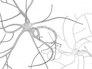 nerve cell anatomy in details 3D-Modell