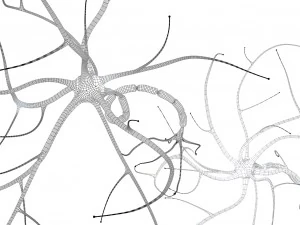 nerve cell anatomy in details 3D Model