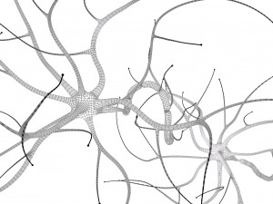 nerve cell anatomy in details 3D-Modell