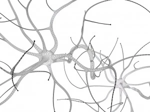 nerve cell anatomy in details 3D Model