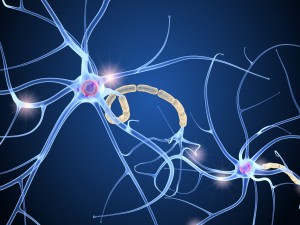 nerve cell anatomy in details 3D-Modell