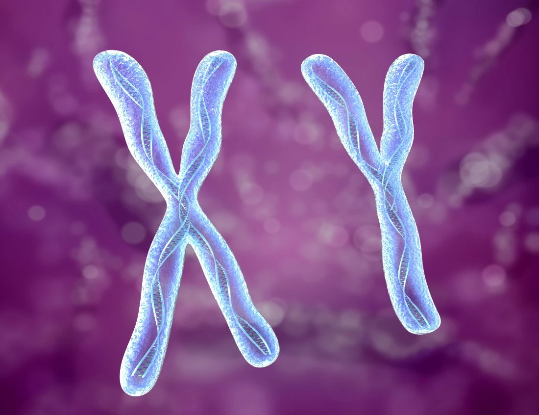 chromosome x and y dna strands molecule 3D Model .c4d .max .obj .3ds .fbx .stl .blend 