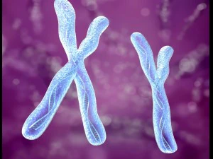 chromosome x and y dna strands molecule 3D Model