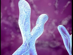 chromosome x and y dna strands molecule 3D Model