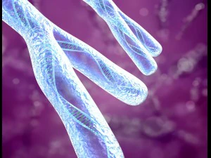 chromosome x and y dna strands molecule 3D Model
