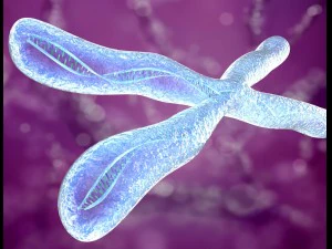 chromosome x and y dna strands molecule 3D Model
