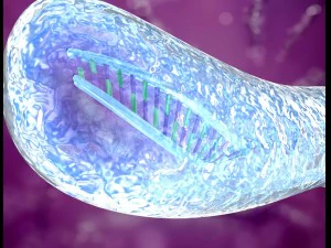 chromosome x and y dna strands molecule 3D Model