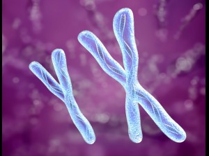 chromosome x and y dna strands molecule 3Dモデル