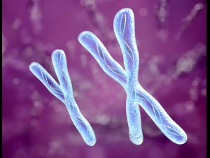 chromosome x and y dna strands molecule 3D Model