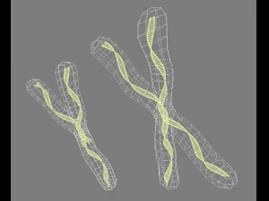 chromosome x and y dna strands molecule 3D Model