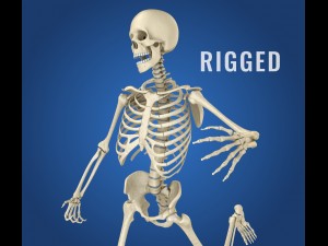 human skeleton rigged 3D Model