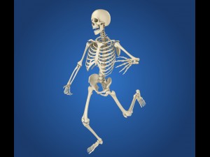 human skeleton rigged 3D Model