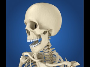 human skeleton rigged 3D Model