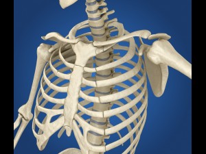 human skeleton rigged 3D Model