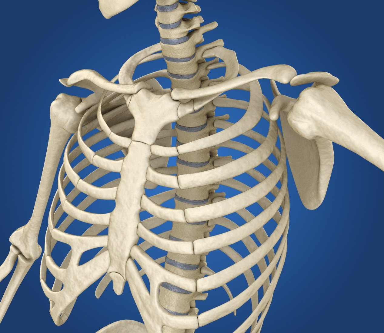 Скелет грудной клетки человека фото