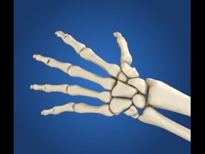 human skeleton rigged 3D Model