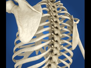 human skeleton rigged 3D Model