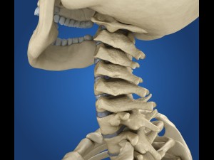 human skeleton rigged 3D Model