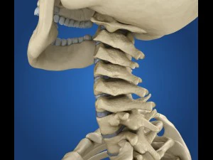human skeleton rigged 3D Model
