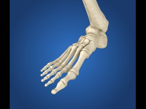 human skeleton rigged 3D Model