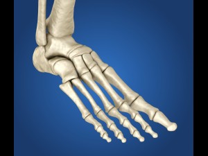 human skeleton rigged 3D Model