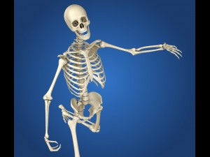 human skeleton rigged 3D Model
