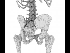 human skeleton rigged 3D Model