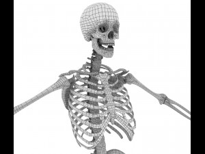 human skeleton rigged 3D Model