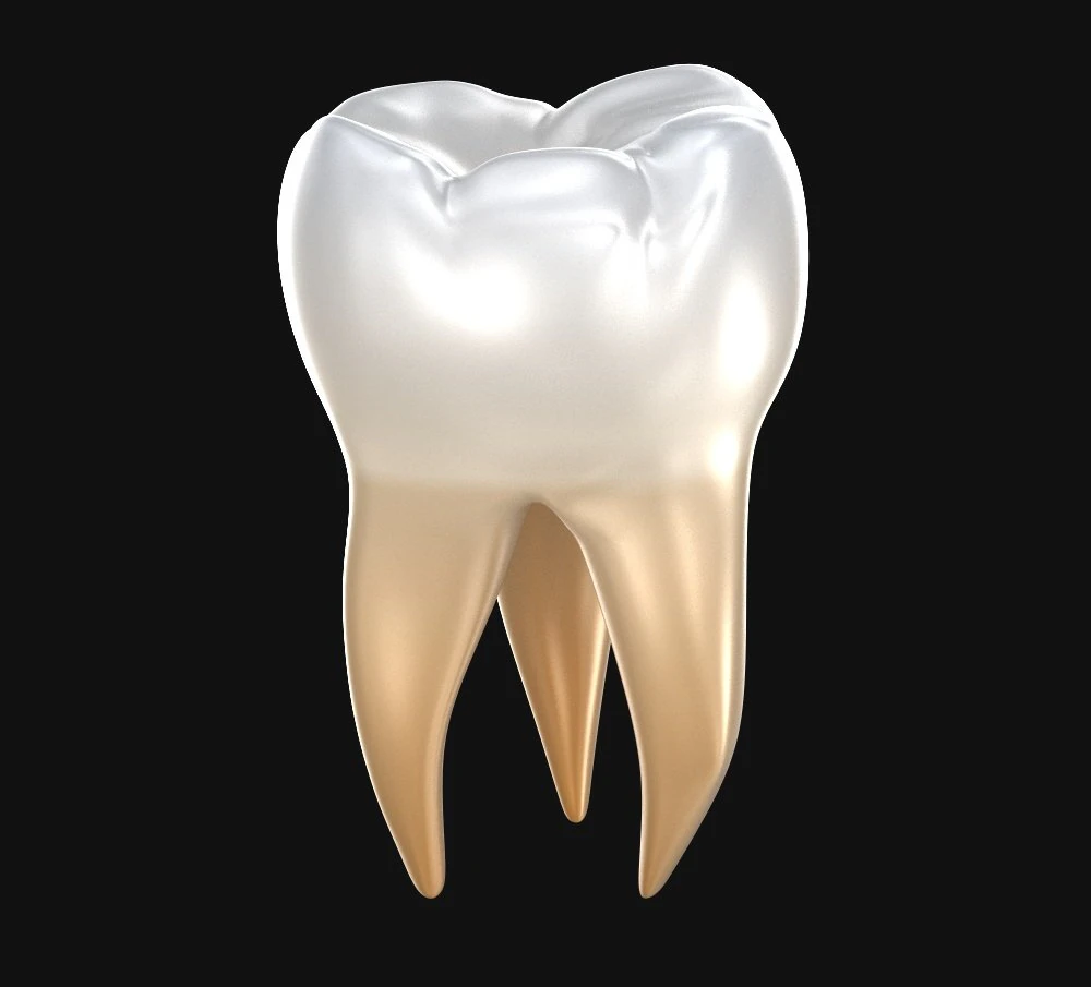 human molar tooth 3D Model .c4d .max .obj .3ds .fbx .stl .blend 