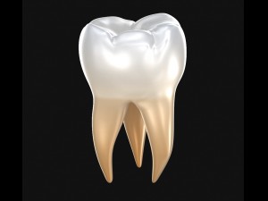 human molar tooth 3D Model