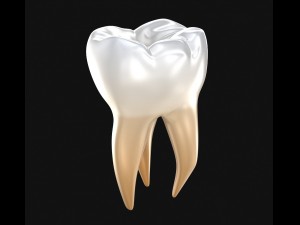 human molar tooth 3D Model