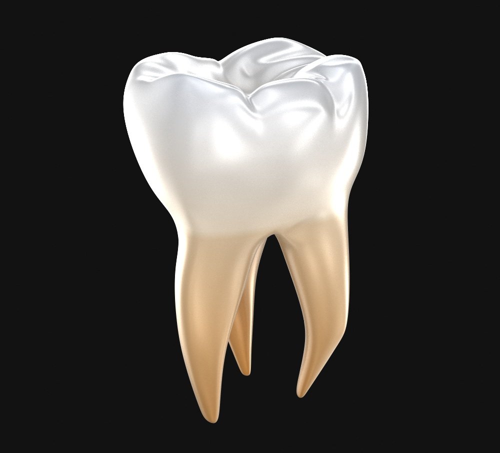 Human Molar Tooth 3d Model In Anatomy 3dexport