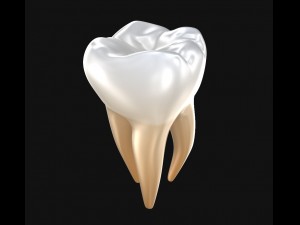 human molar tooth 3D Model