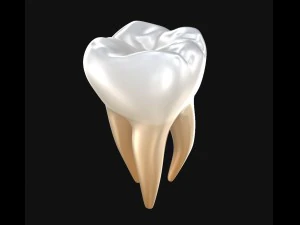 human molar tooth 3D Model