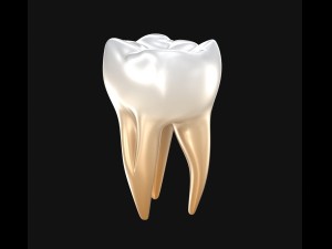 human molar tooth 3D Model