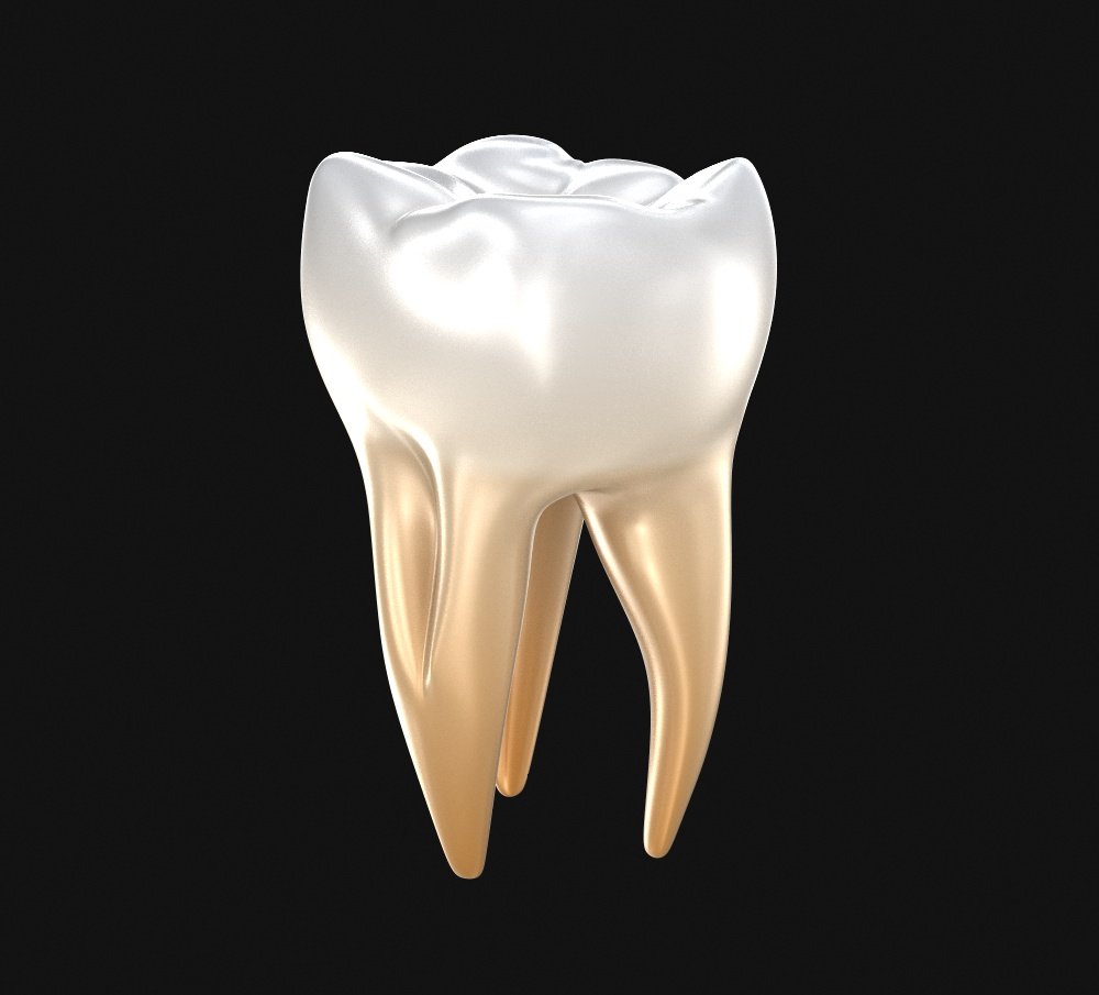 Коренной зуб в челюсти. Зубы человека. Модель зуба.