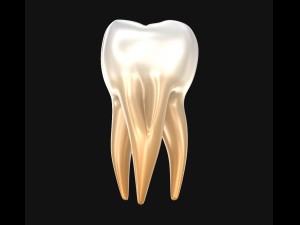 human molar tooth 3D Model