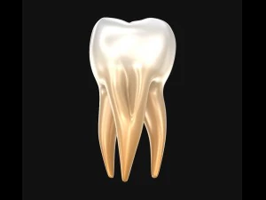 human molar tooth 3D Model