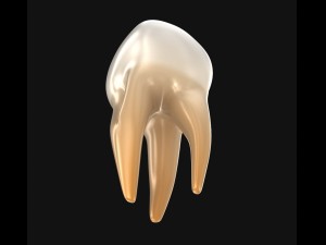 human molar tooth 3D Model